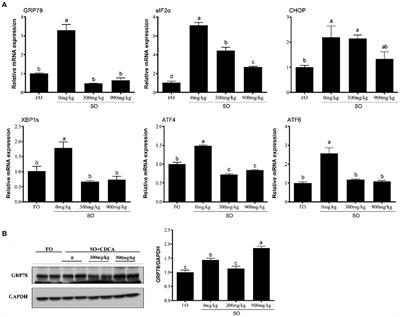 Activation of farnesoid X receptor suppresses ER stress and inflammation via the YY1/NCK1/PERK pathway in large yellow croaker (Larimichthys crocea)